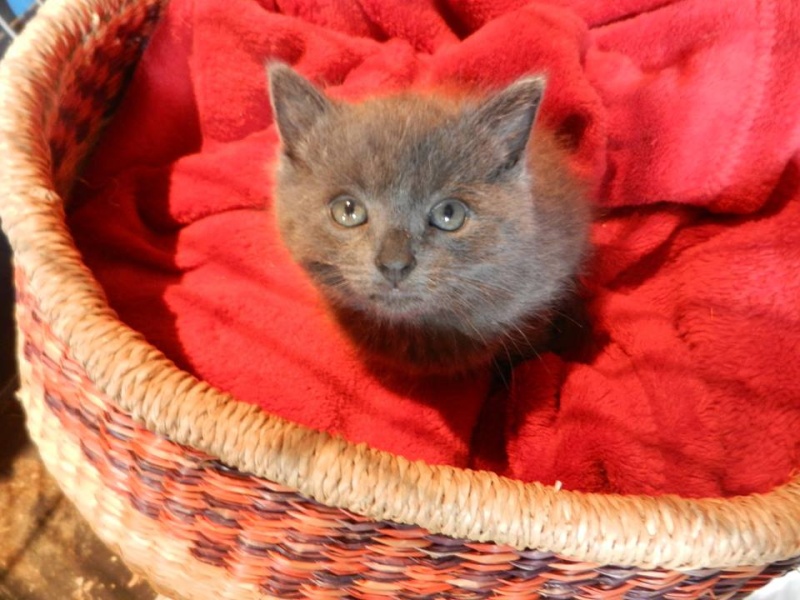 (48) - Lily - Chatonne de 2 mois - Trouvée orpheline dans une poubelle.  Adoptée par nous... 15077810