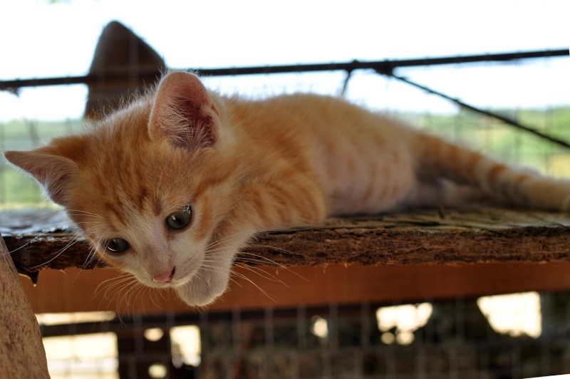 (48) - Milord- Chaton mâle tigré roux de 2 mois - Adopté !!  Dsc_3211