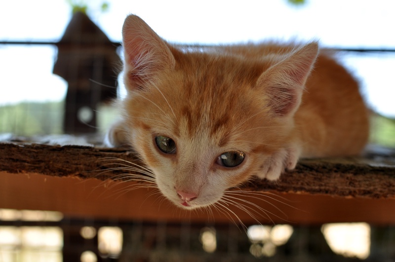 (48) - Milord- Chaton mâle tigré roux de 2 mois - Adopté !!  Dsc_3214