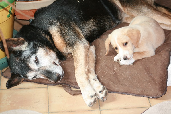 (48) - Farfouille - Chiot femelle de 2 mois - Adoptée ! Img_4113