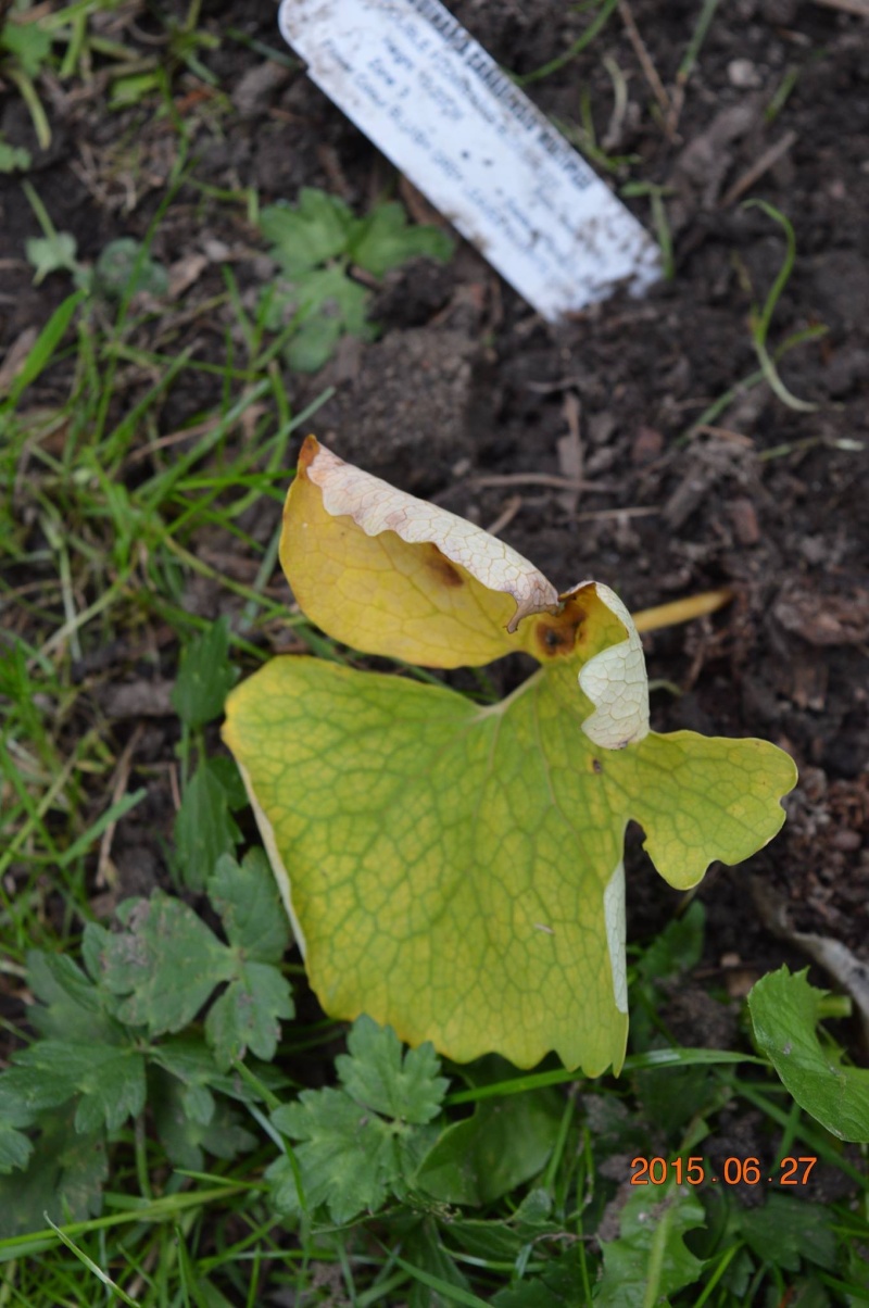 Sanguinaria canadensis multiplex - Page 2 Image96