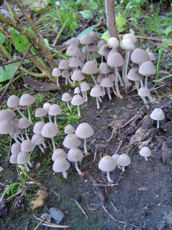 quelques champignons de mon jardin Champ110