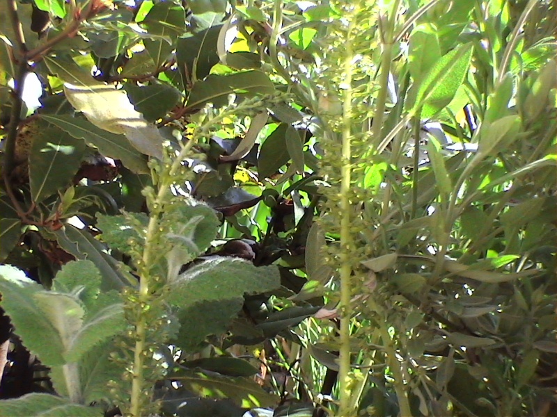 Les orchidées de mon jardin Dvc00212