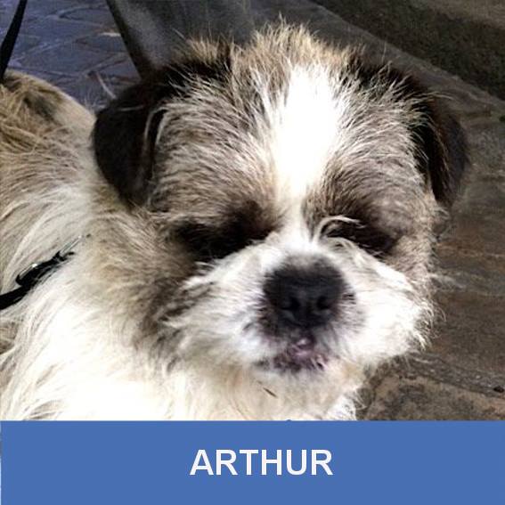 ARTHUR, mâle croisé shih tzu et cairn né le 1er mai 2014 Arthur11