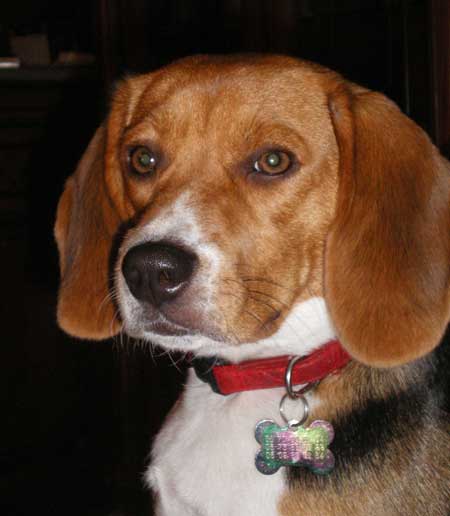 dalhia femelle beagle un an Beagle10