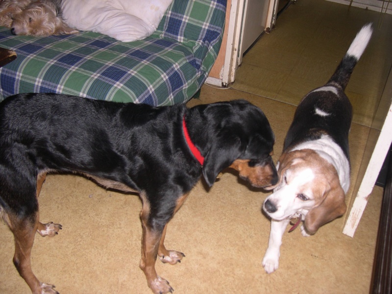 bob male beagle 8,5 ans Dscn9314
