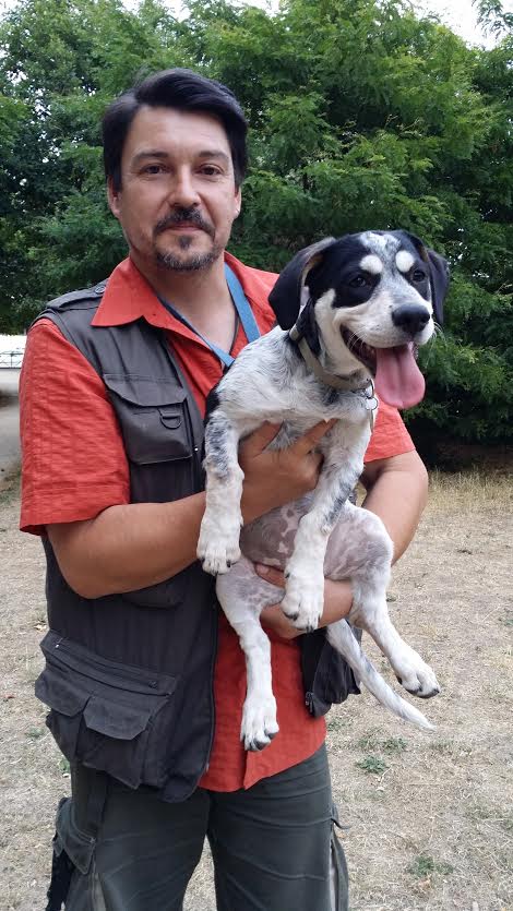 KIRA, chiot femelle croisée basset bleu de Gascogne environ 3 mois Kira111