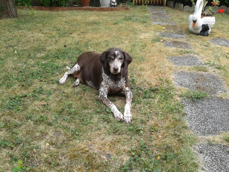 TEMOIGNAGE DE MISS MARPLE PROVENANT DU REFUGE DE CEUTA ADOPTEE PAR CATHERINE Miss_m10