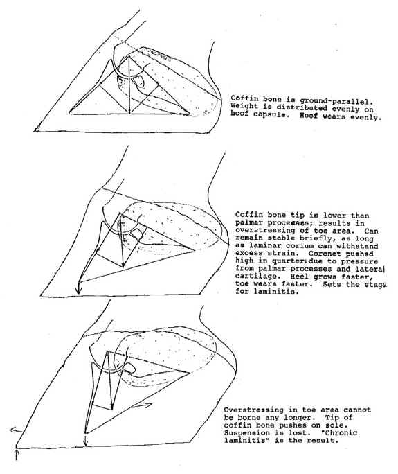 SABOTS, applombs, ferrures, parages, pieds nus... - Page 2 Highhe10