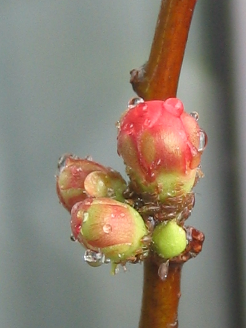 chaenomeles japonica Bonsai15