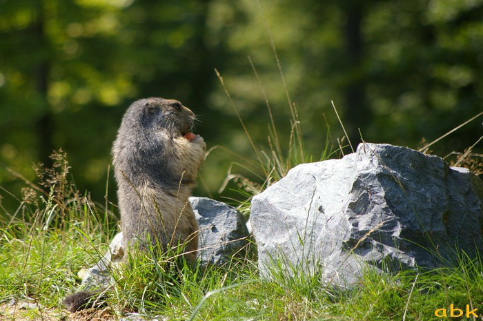 Marmottes Marmot11