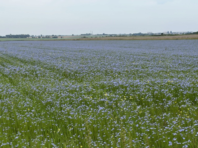 dimanche 21 mai A/M Img_4546