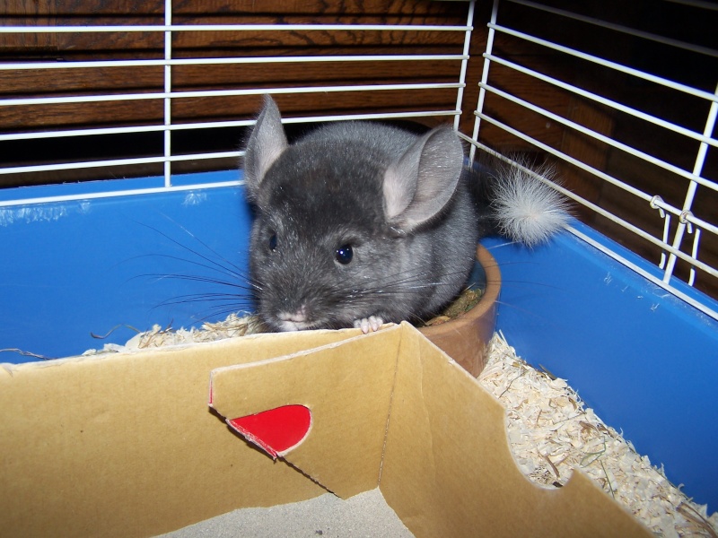 Et voilà je vous présente mon chinchilla Photo_11