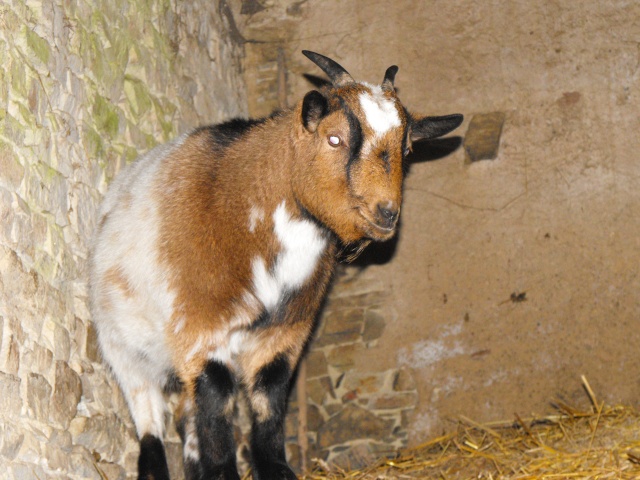 Tipi et Quechua Tipiqu19