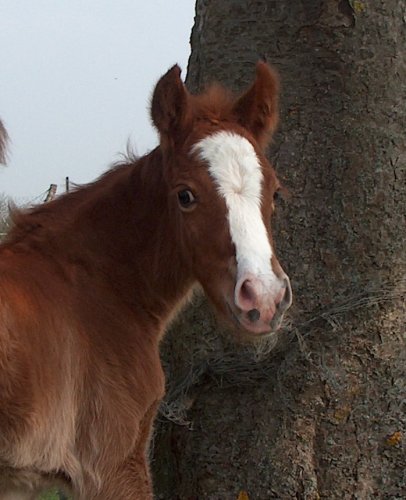 Fall in love SPONTE (WEXLAND SAFARI x VVILLOVVA SPONTE PAR ROYALISTE SPONTE) 24098310