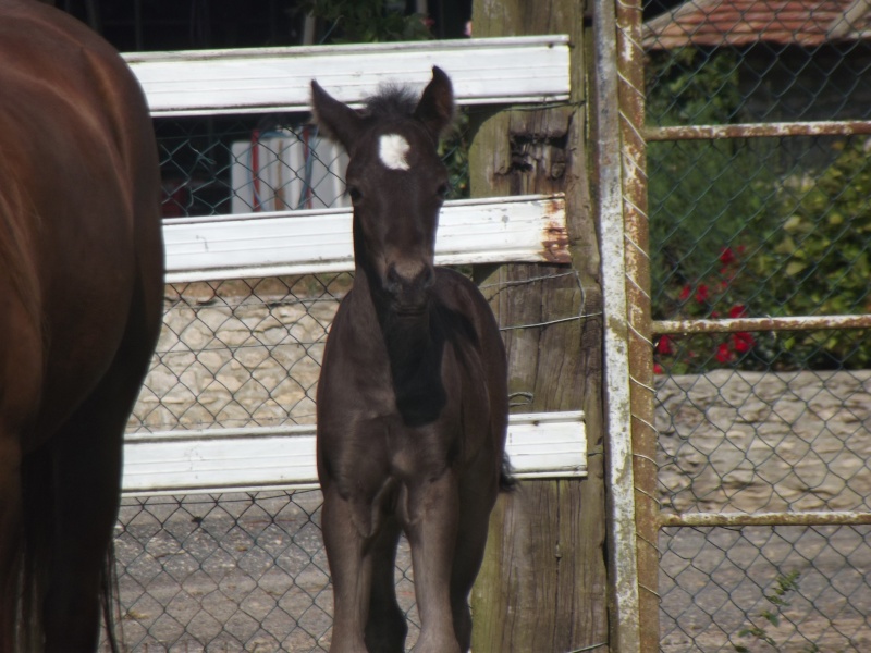 Fall in love SPONTE (WEXLAND SAFARI x VVILLOVVA SPONTE PAR ROYALISTE SPONTE) Dscf9811