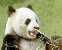 Le panda gant. Panda110