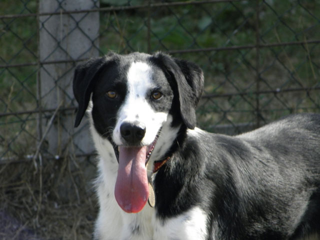 JOJO (Border collie) Jojo110