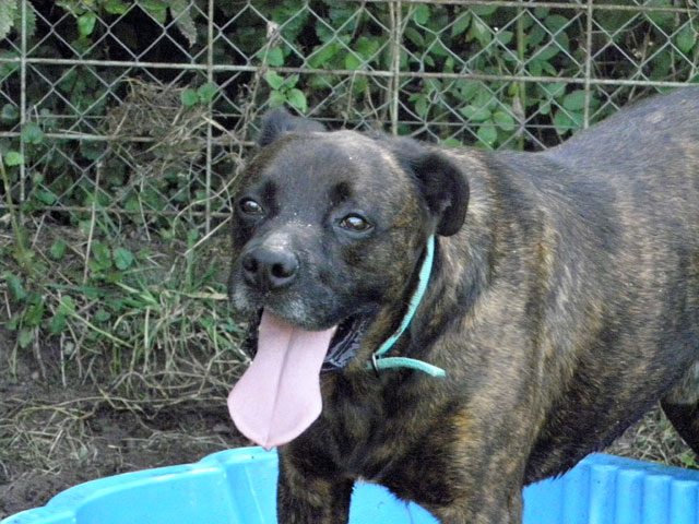 TEX (boxer X berger allemand) Tex111