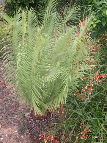 Mon cycas Panzhuanensis entrain de mourir ? P6092110