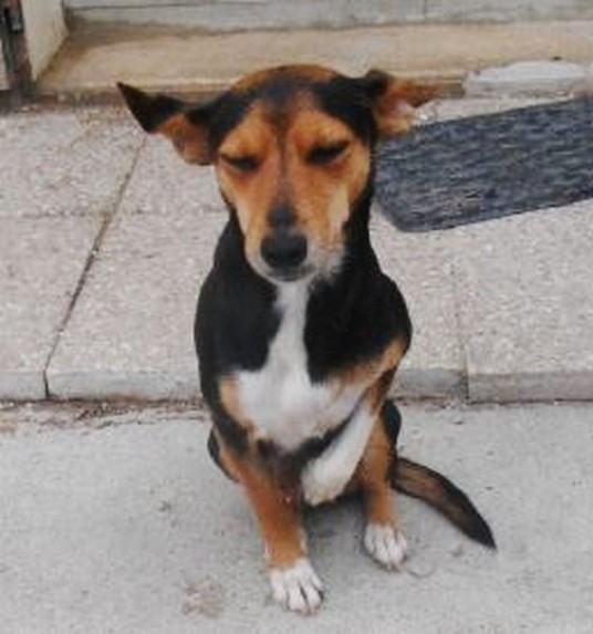 Jalma, croisée pinscher - 1 an - 6 kgs Jalma210