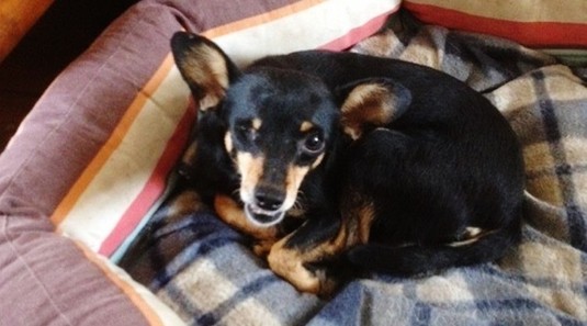 Lola, petite martyre 3ans - 4 kgs // Adoptée ! Lola110