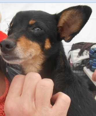 Lola, petite martyre 3ans - 4 kgs // Adoptée ! Lola210