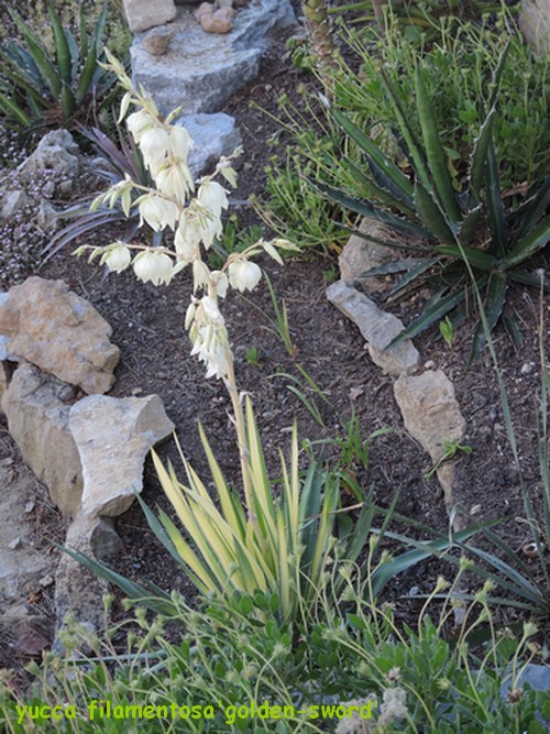 Yucca filamentosa 'Golden Sword' Dscn4611