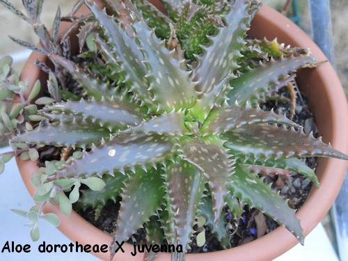 Aloe dorothea x juvenna Dscn4613