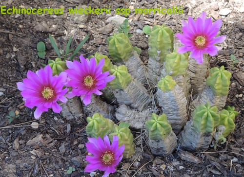 cactus du mois de juin - Page 2 Dscn4617
