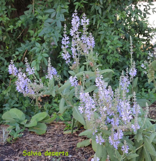 Salvia deserta  Dscn4712