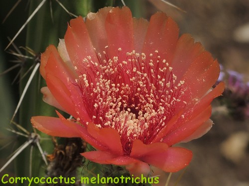 Corryocactus melanotrichus Dscn4819