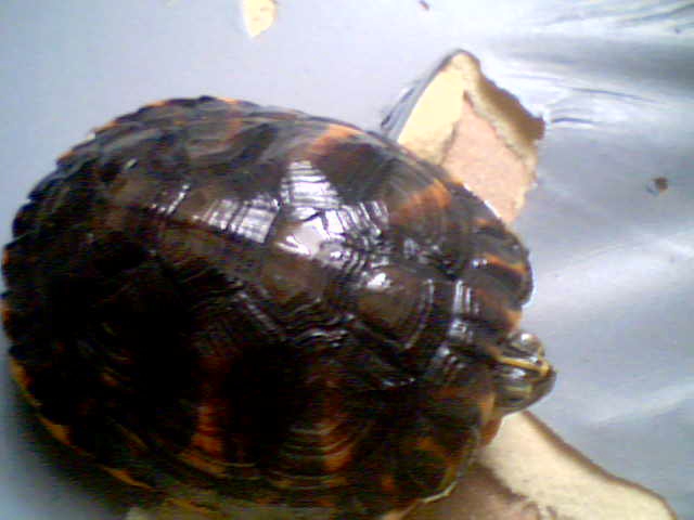 identification de mes tortues d'eau 2009-112