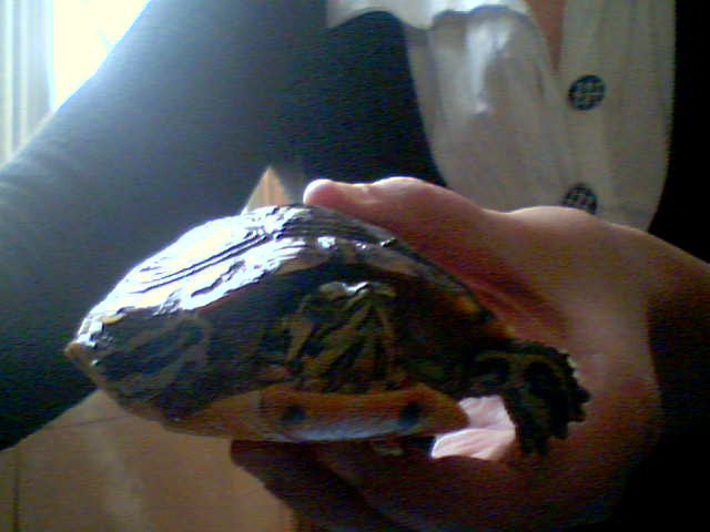 identification de mes tortues d'eau 2009-114