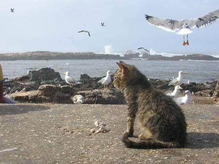 Les Chats d'Essouira Chat_a10