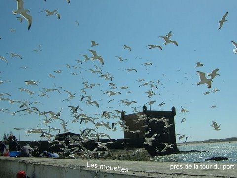 Les Mouettes de notre Ville Essaou10