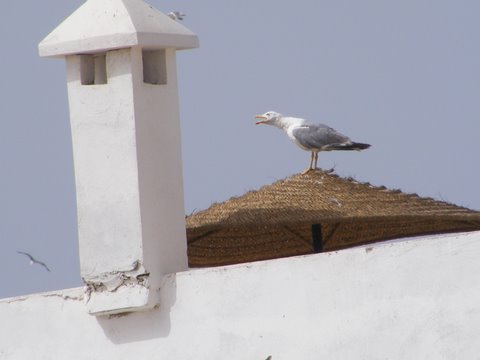 Les Mouettes de notre Ville Essaou11