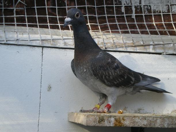 mon colombier les pigeons mon chien Jansse13