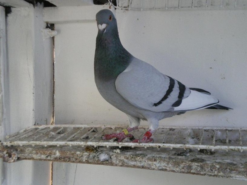 mon colombier les pigeons mon chien Nord210