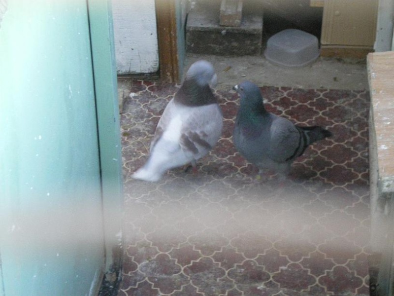 mon colombier les pigeons mon chien Nous210