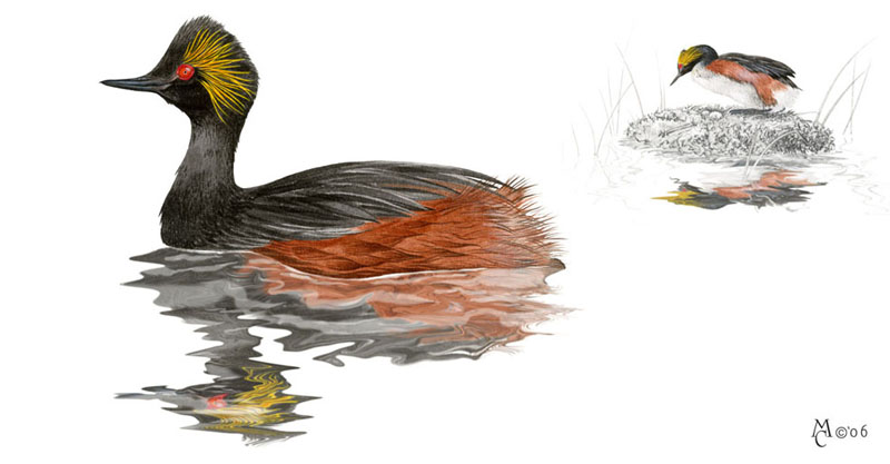 Podiceps nigricollis Pod_ni10