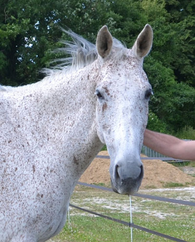 Novalis hongre AA de 12 ans adopté par Stéphanie 08 2015 Novali10