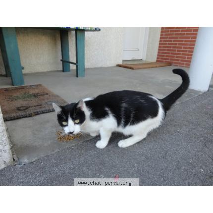 Trouvé chat noir et blanc Allée René Descartes à Colomiers 20108110