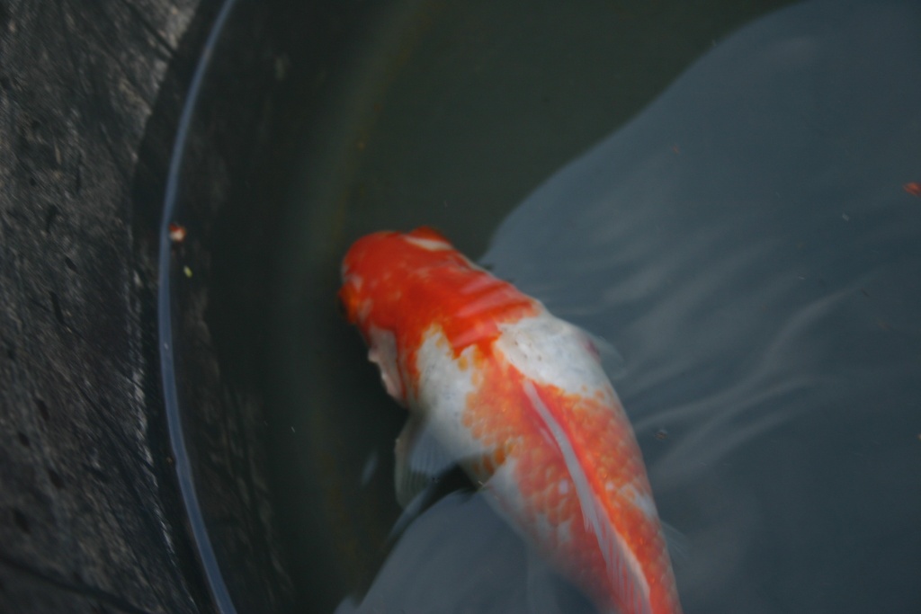 problème poisson rouge à queue de voile  Img_9213