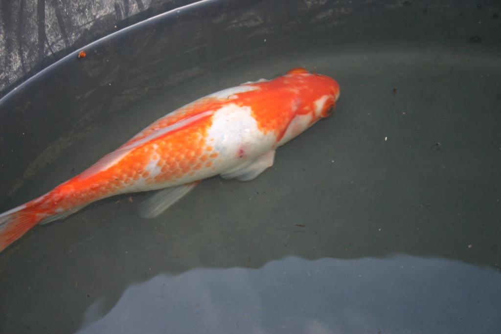 problème poisson rouge à queue de voile  Img_9214