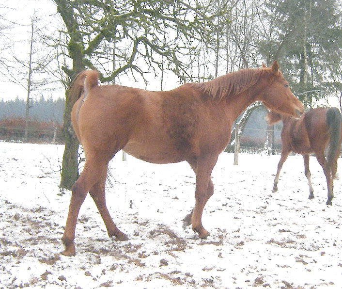 Ventre de juments pur-sang arabe de lignée russe à louer Dsc04810