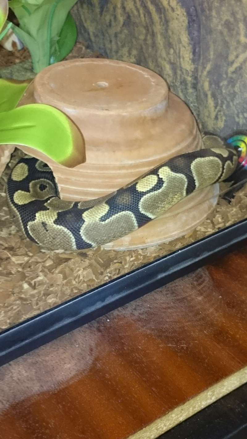 mon python regius Dsc_0021