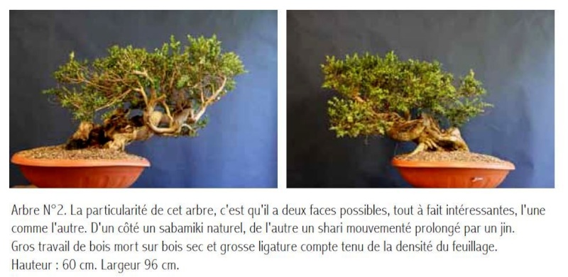 les arbres des stages Jeker - Page 2 310