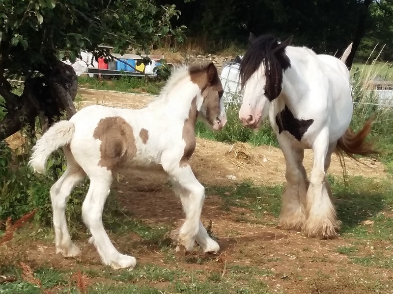 Féline du Cluzelet PP IC (Birdy x Orlando) A réserver 20150616