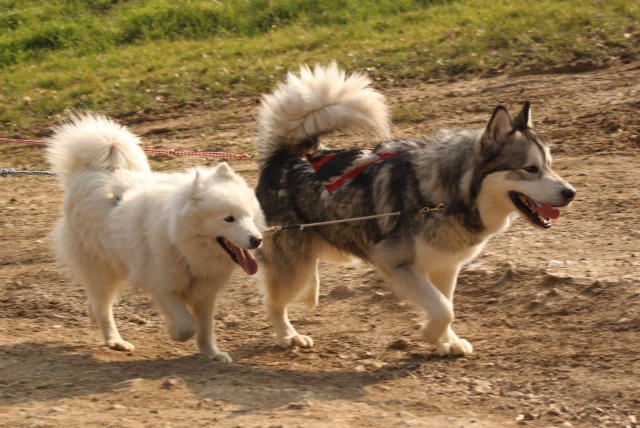 Flake malamute (m) REF:77 ADOPTE Img_1211